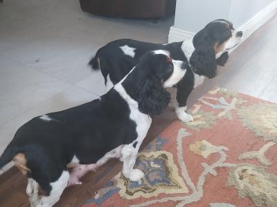 Female Cavalier King Charles x Golden Cocker Spaniel puppy in Clare