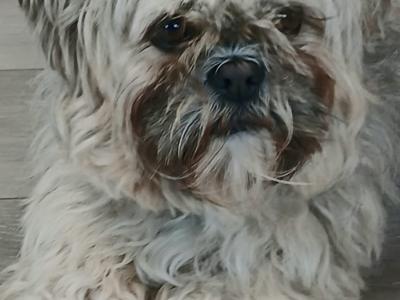 Beautiful Maltese x Shih Tzu puppies (Malshi) in Galway