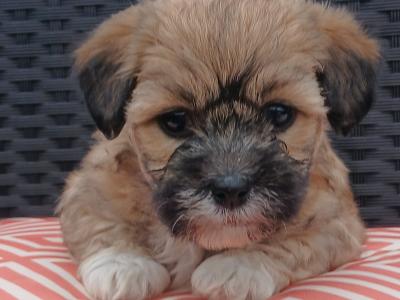 Beautiful Maltese x Shih Tzu puppies (Malshi) in Galway