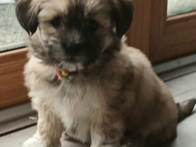 Beautiful Maltese x Shih Tzu puppies (Malshi) in Galway