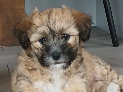 Beautiful Maltese x Shih Tzu puppies (Malshi) in Galway