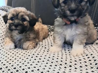 Beautiful Maltese x Shih Tzu puppies (Malshi) in Galway
