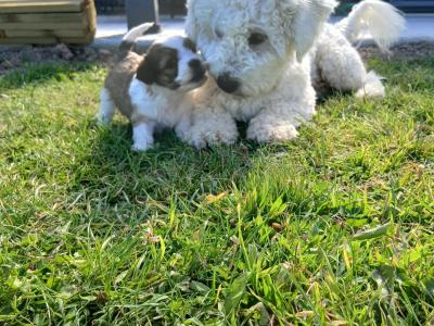 Beautiful Maltese x Shih Tzu puppies (Malshi) in Galway