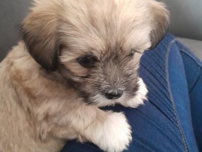 Beautiful Maltese x Shih Tzu puppies (Malshi) in Galway
