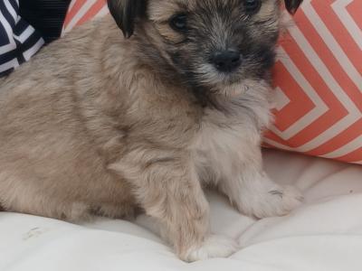 Beautiful Maltese x Shih Tzu puppies (Malshi) in Galway