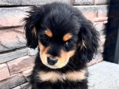 Cocker spaniel x Pomeranian pups for sale