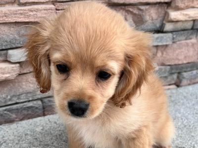 Cocker spaniel x Pomeranian puppies for sale in Wexford