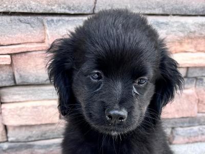 Cocker spaniel x Pomeranian puppies for sale in Wexford