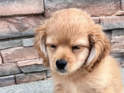 Cocker spaniel x Pomeranian puppies for sale in Wexford