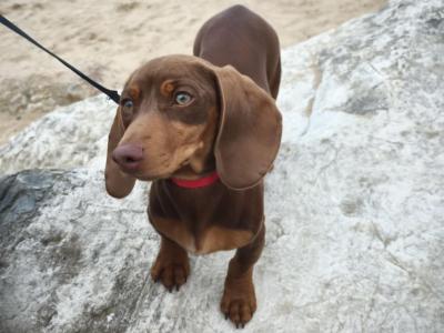 Chocolate & Tan Miniature male Dachshund puppy 6 months old in Wexford