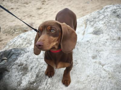 Chocolate & Tan Mini Dachshund (male)