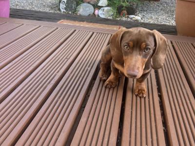 Chocolate & Tan Miniature male Dachshund puppy 6 months old in Wexford