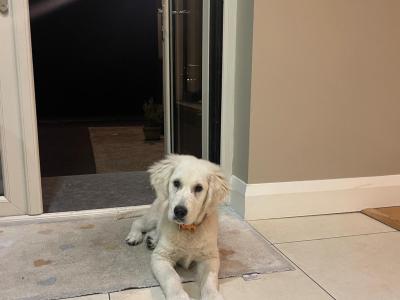 Alfie is a beautiful male IKC Registerd Golden Retriever puppy for sale in Galway