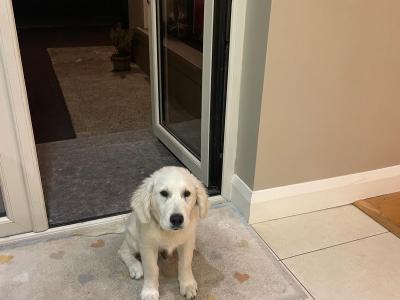 Alfie is a beautiful male IKC Registerd Golden Retriever puppy for sale in Galway