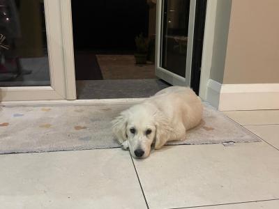 Alfie is a beautiful male IKC Registerd Golden Retriever puppy for sale in Galway