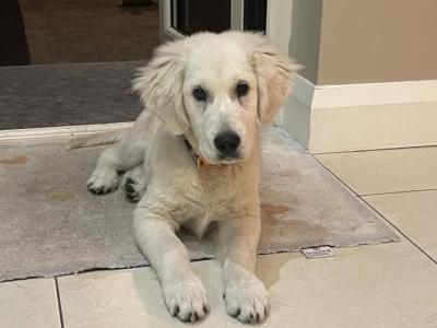 Beautiful male Golden Retriever for sale