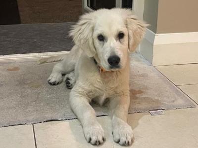 Alfie is a beautiful male IKC Registerd Golden Retriever puppy for sale in Galway