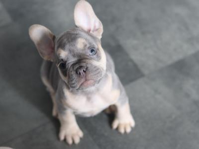 Beautiful French Bulldog puppies in Limerick
