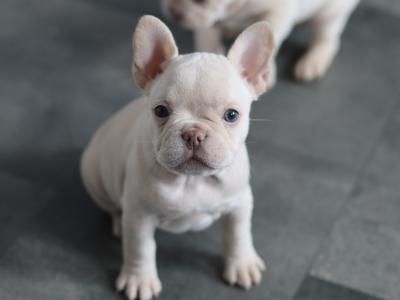 Beautiful French Bulldog puppies in Limerick