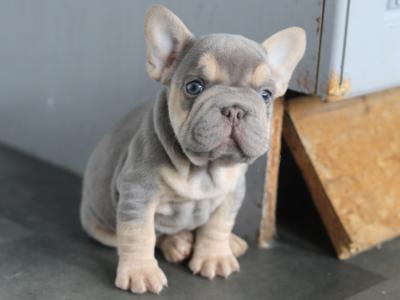 Beautiful French Bulldog puppies in Limerick