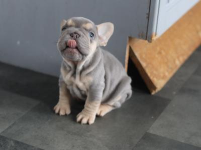 Beautiful French Bulldog puppies in Limerick
