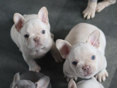 Beautiful French Bulldog litter