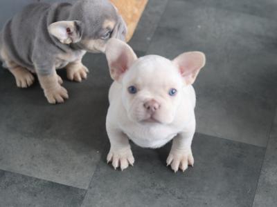 Beautiful French Bulldog puppies in Limerick