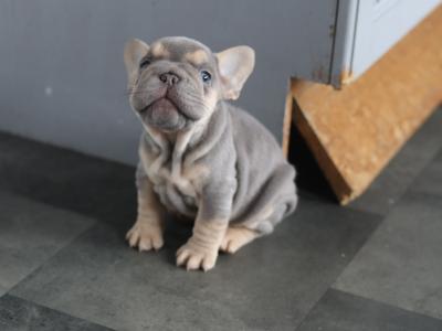 Beautiful French Bulldog puppies in Limerick