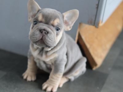 Beautiful French Bulldog puppies in Limerick