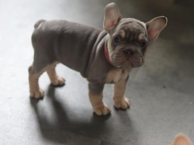 Beautiful French Bulldog puppies in Limerick