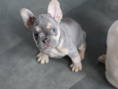 Beautiful French Bulldog puppies in Limerick