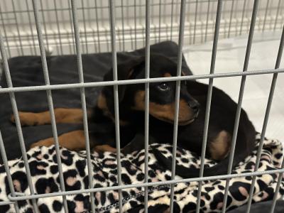 Male Purebred Rottweiler puppy in Dublin