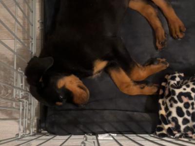 Male Purebred Rottweiler puppy in Dublin