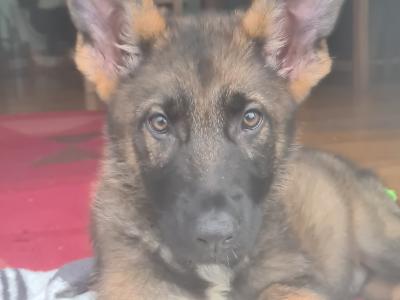 IKC Registered male German Shepherd puppy in Cork