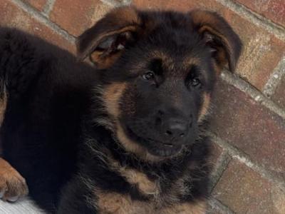 IKC Registered male German Shepherd puppy in Dublin