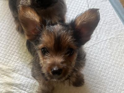 Friendly male Chihuahua x Yorkie puppy for sale 🐶🐾 in Cork