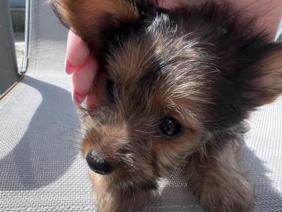 Friendly male Chihuahua x Yorkie puppy for sale 🐶🐾 in Cork