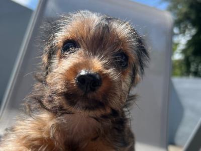 Friendly male Chihuahua x Yorkie puppy for sale 🐶🐾 in Cork