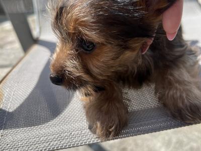 Friendly male Chihuahua x Yorkie puppy for sale 🐶🐾 in Cork