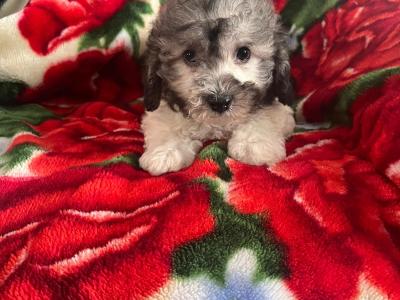 Male Maltese x Shih Tzu puppy in Westmeath