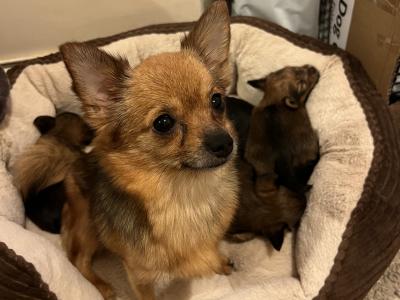 Friendly male Chihuahua x Yorkie puppy for sale 🐶🐾 in Cork