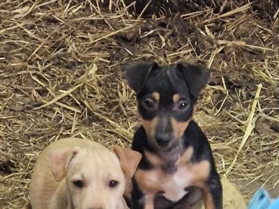 Jack Russell puppies in Wexford