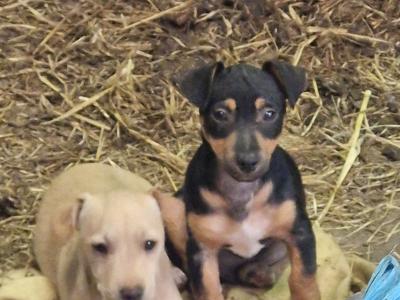Jack Russell puppies in Wexford