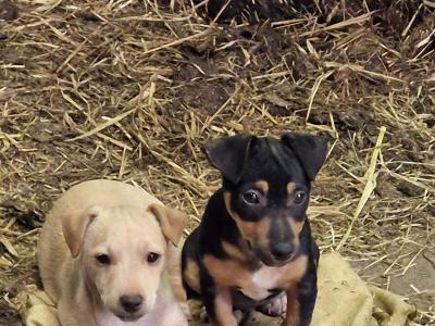 Jack Russell puppies in Wexford