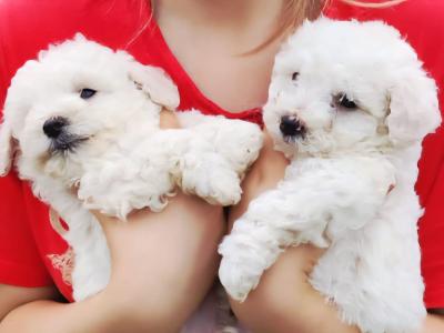 Exclusively bred Poochon puppies 2 snow White males in Wexford