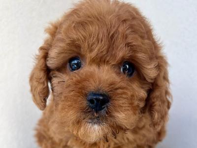 Health checked Cavapoo puppies 🩷 in Cavan