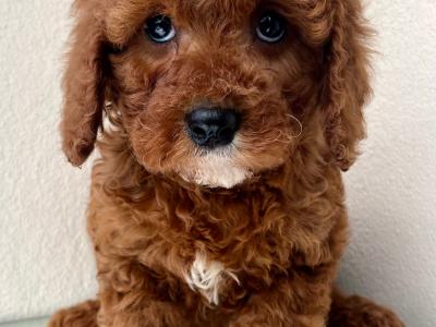 Health checked Cavapoo puppies 🩷 in Cavan