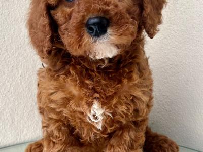 Health checked Cavapoo puppies 🩷 in Cavan