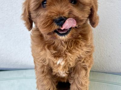 Health checked Cavapoo puppies 🩷 in Cavan