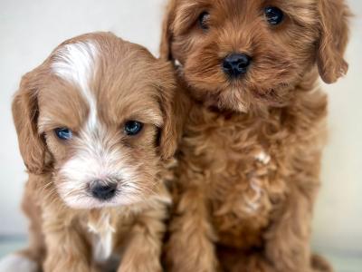 Health checked Cavapoo puppies 🩷 in Cavan